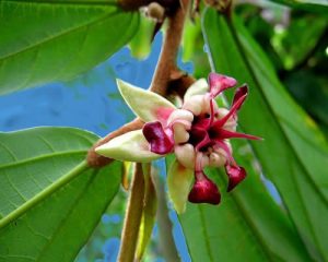 flor de cupuaçu